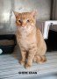 Shere Khan